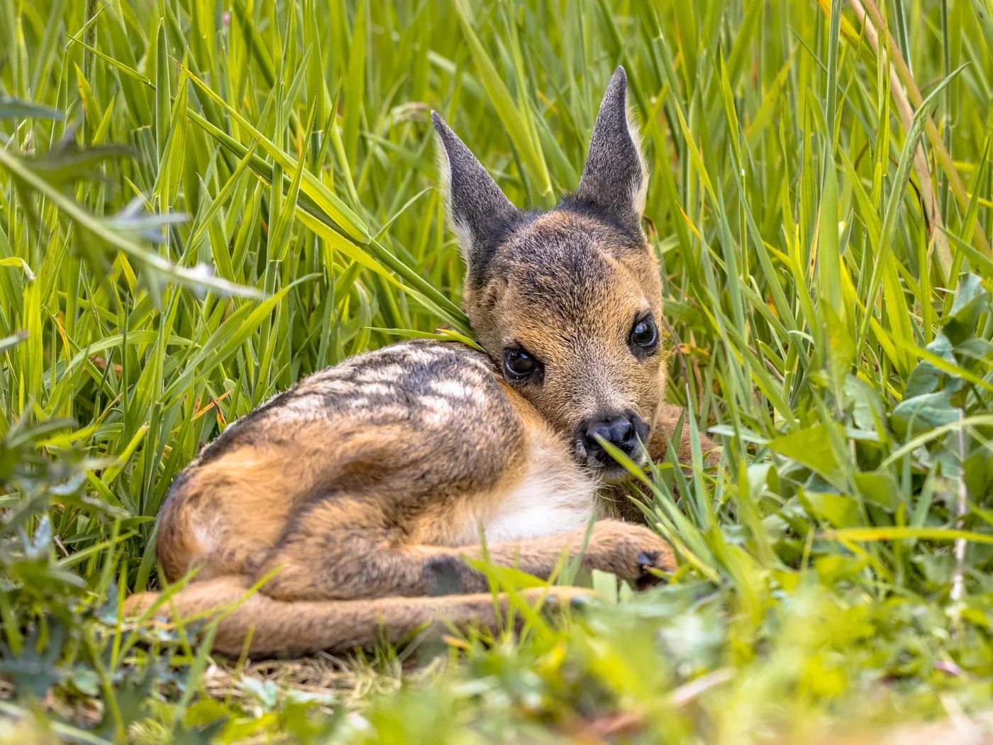 Junges Rehkitz liegt zusammengerollt im hohen Gras einer Wiese